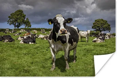 Produktbild von MuchoWow® Poster Kühe - Tiere - Friesisch 60x40 cm - Schlafzimmerdekoration