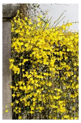 Produktbild von Winterjasmin, Jasminum nudiflorum, 60-100 cm im 3-Liter-Topf