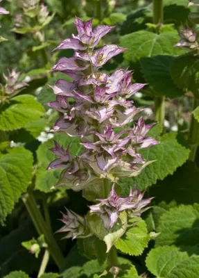 Produktbild von Muskatellersalbei (Salvia sclarea) Pflanzensamen, 30 Samen, bis 1,20 m Wuchshöhe, betörender Duft