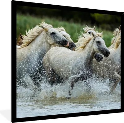 Produktbild von MuchoWow® Gerahmtes Poster Pferde - Wasser - Natur 40x40 cm - Poster mit Schwarzem Bilderrahmen Wandposter Rahmen Foto Bilder - Mit Rahmen - Wanddekoration Schlafzimmer