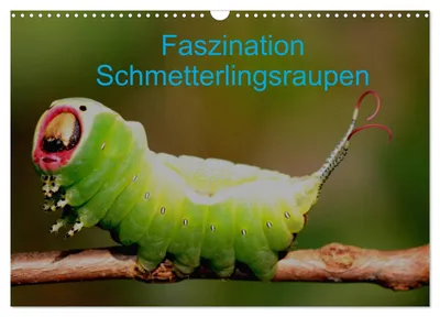Produktbild von Faszination Schmetterlingsraupen (Wandkalender 2027 DIN A3 quer), CALVENDO Monatskalender