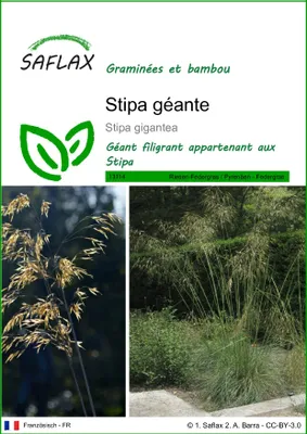 Image de SAFLAX  - Stipa géante - 10 graines - Stipa