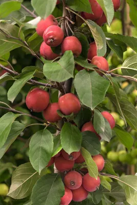 Produktbild von Malus 'Eleyi', Zierapfel, rotblühend, 60–100 cm