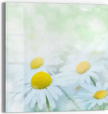 Produktbild von DEQORI Magnettafel Glas 50x50 cm 'Frühlingsgänseblümchen' beschreibbar Whiteboard Küche