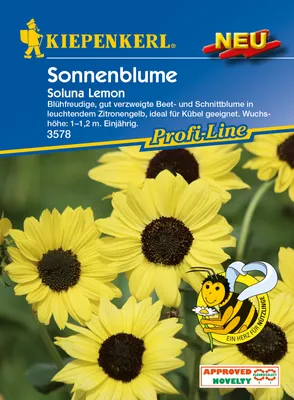 Produktbild von Sonnenblume Soluna Lemon | Sonnenblumensamen von Kiepenkerl