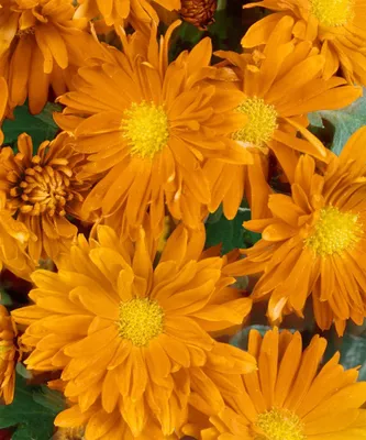 Produktbild von Chrysanthemum x hort.'Havelschwan', Chrysantheme, weiß, ca. 9x9 cm Topf