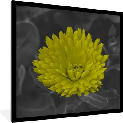 Produktbild von MuchoWow® Gerahmtes Poster Blumen - Aquarell - Löwenzahn 40x40 cm - Poster mit Schwarzem Bilderrahmen Wandposter Rahmen Foto Bilder - Mit Rahmen - Wanddekoration Schlafzimmer