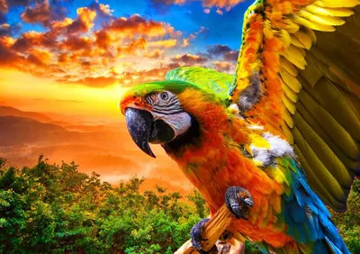 Produktbild von Bluebird Puzzle Parrot - 1000 Teile buntes Spielzeug Puzzle