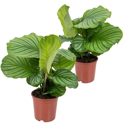 Produktbild von 2er Set - Calathea Orbifolia - Korbmarante -Zimmerpflanzen - Pflegeleicht - Luftreinigend - Haustierfreundlich - Höhe 40-50 cm - Topf 14 cm