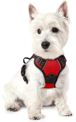 Image de Harnais anti-traction pour chien, rouge, taille XS