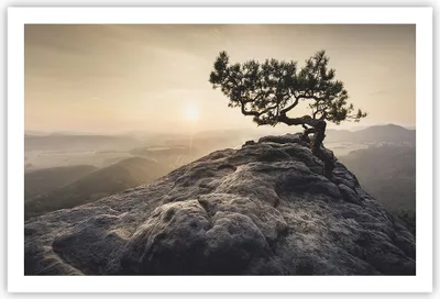 Produktbild von Poster - Poster ohne Rahmen - Alt Kiefer Berge - 91,5x61 cm - Wand Bild - Wanddeko - Wandbilder - Kunstposter - Wandposter - Bilder - Kunstdruck - Wanddekoration - Wandbild - P2XAA91x61-4334