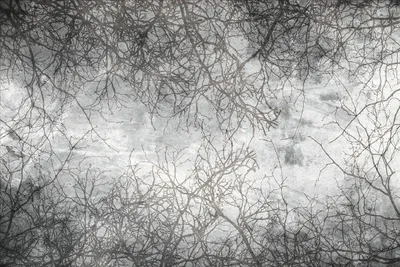 Produktbild von Fototapete - Branch Abstract 375x250cm - Vliestapete