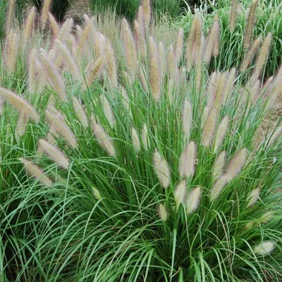 Produktbild von 6 Pflanzen Lampenputzergras, Pennisetum alopecuroides, winterhart, P9 Topf