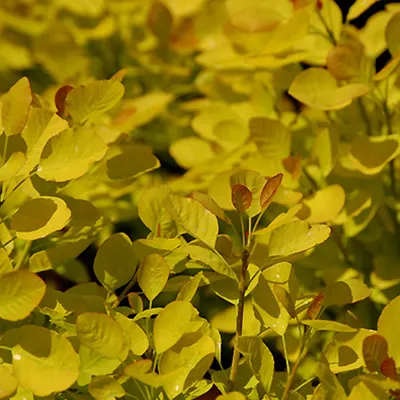 Produktbild von Perückenstrauch  - Cotinus coggygria 'Golden Spirit'  | 40-60 cm in Container