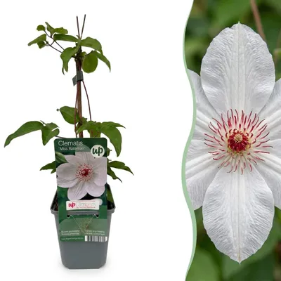 Productafbeelding van Clematis Miss Bateman - Bosrank - Wit - Klimplant | 4 stuks - 25-35cm - Ø9cm - Tuinplant