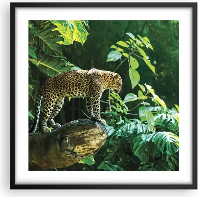 Produktbild von Gerahmtes Poster - Schwarzer Rahmen - Dschungel Leopard Panther - 50x50 cm - Wand Bild - Wanddeko - Wandbilder - Kunstposter - Wandposter - Bilderrahmen - Bilder - Kunstdruck - P2BAC50x50-4502