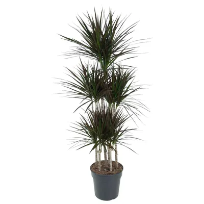 Produktbild von Everyplants Dracaena Magenta Karussell - 150 cm, Ø 31 cm