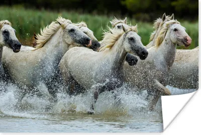 Produktbild von MuchoWow® Poster Pferde - Wasser - Natur 120x80 cm - Bilder