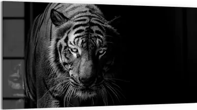Produktbild von DEQORI Glasbild Echtglas 100x50 cm 'Tiger auf der Pirsch' Wandbild Bild modern Deko