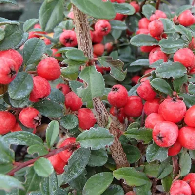 Obrázok produktu pre 6 x skalník - Cotoneaster suecicus 'Coral Beauty' | 20-25 cm Kvetináč 9 cm x 9 cm