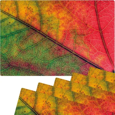 Produktbild von Abwaschbare Tischsets 6er Set buntes Herbst Blatt