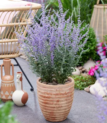 Produktbild von BALDUR Garten Silberstrauch 'Prime Time®',1 Pflanze, lange Blütezeit mit duftenden Blütenrispen, pflegeleicht im Beet & Kübel, winterhart, trockenheitsverträglich, bienenfreundlich