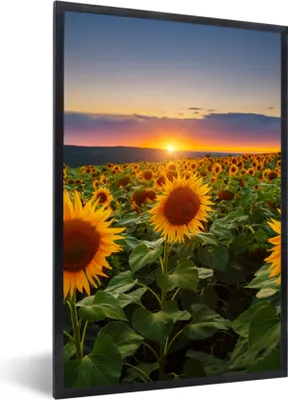 Produktbild von MuchoWow® Gerahmtes Poster Blumen - Nacht - Sonnenuntergang - Sonnenblume - Horizont 60x90 cm - Poster mit Schwarzem Bilderrahmen Wandposter Rahmen Foto Bilder - Kunst