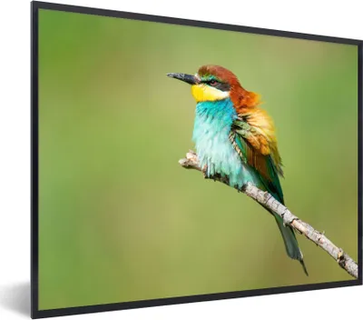 Produktbild von MuchoWow® Gerahmtes Poster Vogel - Tiere - Bienenfresser 80x60 cm - Poster mit Schwarzem Bilderrahmen Wandposter Rahmen Foto Bilder - Schwarzem - Mit Gestell