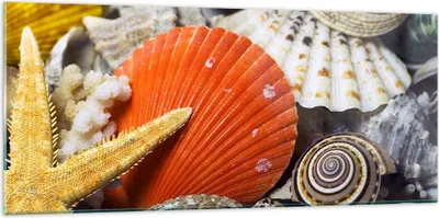 Produktbild von Bilder auf glas - Seashell Meer Strand Sand - 120x50cm - Glasbilder - Wandbilder - Kunstdruck - zum Aufhängen bereit - Wanddekoration aus Glas - Glas Bilder - Wandbild auf Glas - GAB120x50-0456