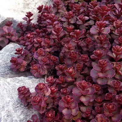 Image de 6 plants de Sedum spurium 'Voodoo' (également appelé Sedum 'Voodoo') - en pot de 9 cm x 9 cm