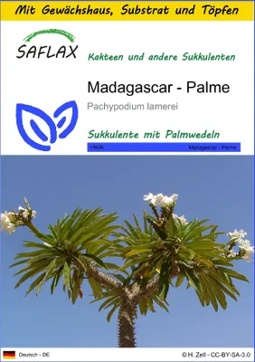 Produktbild von SAFLAX Anzucht Set - Madagascar - Palme - Pachypodium lamerei - 10 Samen - Mit Mini-Gewächshaus, Anzuchtsubstrat und 2 Töpfen
