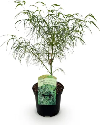 Image de Green boutiQ - Plante de terrasse - Érable japonais - Acer palmatum Koto-no-ito - Vert - 1 plante - À feuilles caduques - Pot de 19 cm, hauteur 70 cm