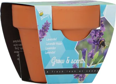 Produktbild von Anzuchtset Lavendel | Anzuchtsets von Buzzy Gifts