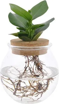 Productafbeelding van Clusia in Kugelglas Schnappkorken Hydroponie Ø12cm 30cm kamerplant woonkamer