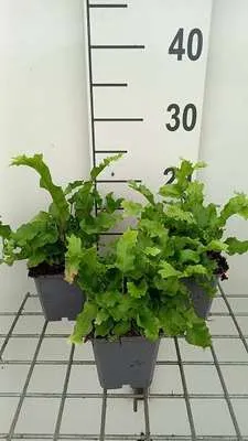 Immagine prodotto di 6 x Asplenium scol. 'Cristata' - Felce lingua - vaso 9 x 9 cm