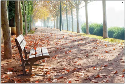 Produktbild von Wallario Outdoor-Poster für Garten oder Balkon, Motiv Einsame Parkbank an einer Allee - Herbststimmung, in ca. 61 x 91,50 cm
