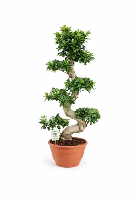 Immagine prodotto di Bonsai Ficus Microcarpa Ginseng (forma a S) – 70-100 cm – Pianta da appartamento facile da curare, ideale per principianti, decorazione per la casa e l'ufficio