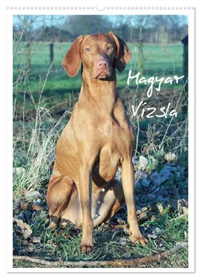 Produktbild von Magyar Vizsla (Wandkalender 2027 DIN A2 hoch), CALVENDO Monatskalender
