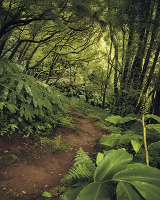 Produktbild von Sanders & Sanders Fototapete Wald Grün 200 x 250 cm