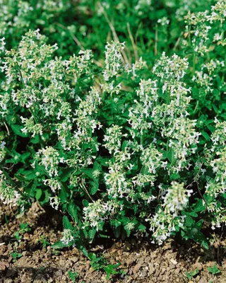 Produktbild von Nepeta racemosa 'Snowflake', Katzenminze, weiß, ca. 9x9 cm Topf