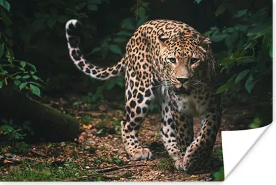 Produktbild von MuchoWow® Poster Wildtiere - Leopard - Dschungel - Natur 90x60 cm - Schlafzimmer