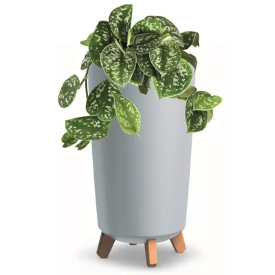 Produktbild von Blumentopf mit Füßen Hoh Tube Pflanzkübe D 24 cm aus Kunststoff matte Grau Übertöpfe Geldbaum Kakteen Gummibaum Glücksfeder