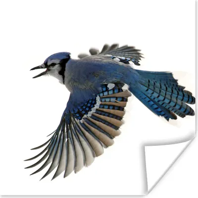 Produktbild von MuchoWow® Poster Vogel - Federn - Weiß 30x30 cm - Wandposter - Printing