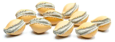 Produktbild von 10x Kaurischnecke Wasserschnecke Muschel Aufstellfigur Miniblings Gummitier Gelb