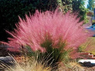 A pink ornamental grass plant in a garden setting.