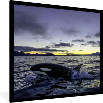 Produktbild von MuchoWow® Gerahmtes Poster Orca bei Sonnenaufgang 40x40 cm - Poster mit Schwarzem Bilderrahmen Wandposter Rahmen Foto Bilder - Mit Rahmen - Wanddekoration Schlafzimmer