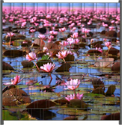 Produktbild von Wallario Zaunsichtschutz mit Motiv Seerosenlandschaft mit rosa Blüten für Ein- und Doppelstabmatten Zäune in der Größe 200 x 200 cm