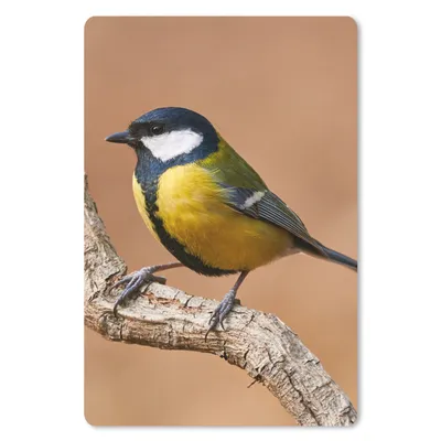 Produktbild von MuchoWow® Mauspad Mousepad Vogel - Kohlmeise - Zweige 40x60 cm - Mousepads - Maus Mat - Pad - Mausunterlage - Schreibtisch Accesoire