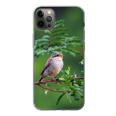 Produktbild von MuchoWow® Handyhülle Schutzhülle Hülle für iPhone 12 Pro Max Vogel - Baum - Wald Silikon Softcase Handy Hülle - Hartschale