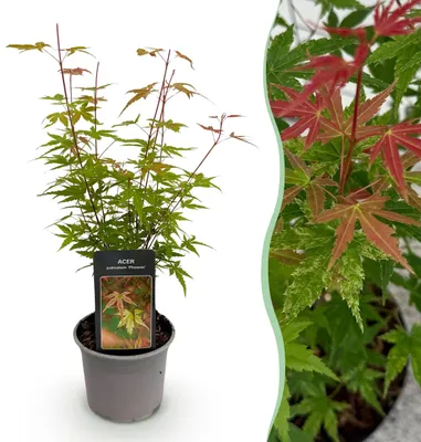 Image de Acer palmatum Phoenix - Rose - Décidu - Peu d'entretien - 25-35cm - Ø12cm - Plante de jardin